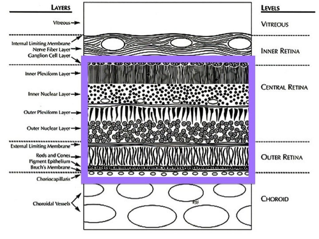 Basic Retinal Anatomy - Speaker Deck
