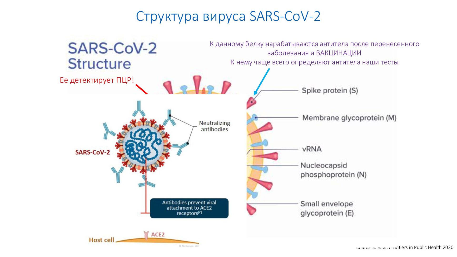 Sars cov вакцина. Строение вируса SARS-cov-2. Структура вируса SARS cov. Вирус SARS-cov-2 схема строения. Строение вируса ЕГЭ.