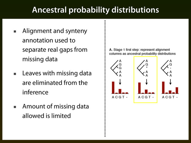 Ancestral probability distributions
A
G
G
A
A
A C G T -
A
G
-
A
A
A C G T -
A
G
*
A
A
A. Stage 1 ﬁrst step: represent alignment
columns as ancestral probability distributions
A C G T -
■ Alignment and synteny
annotation used to
separate real gaps from
missing data
■ Leaves with missing data
are eliminated from the
inference
■ Amount of missing data
allowed is limited
