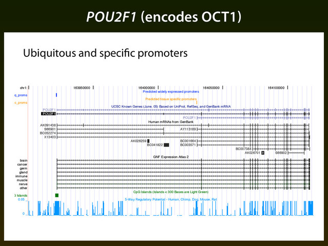 POU2F1 (encodes OCT1)
Ubiquitous and specific promoters
chr1:
ubiq_proms
spec_proms
brain
cancer
germ
gland
immune
muscle
nerve
other
CpG Islands
163950000 164000000 164050000 164100000
Predicted widely expressed promoters
Predicted tissue specific promoters
UCSC Known Genes (June, 05) Based on UniProt, RefSeq, and GenBank mRNA
Human mRNAs from GenBank
GNF Expression Atlas 2
CpG Islands (Islands < 300 Bases are Light Green)
5-Way Regulatory Potential - Human, Chimp, Dog, Mouse, Rat
POU2F1
POU2F1
POU2F1
AK091438
S66901
BC052274
X13403
AK026259
BC041822
AY113189
BC001664
BC003571
BC007388
AK026701 S66902
0.05 _
0 _
Figure .⇢: UCSC genome browser snapshot of promoter predictions in the neighborhood of POU⌃F⇧.
