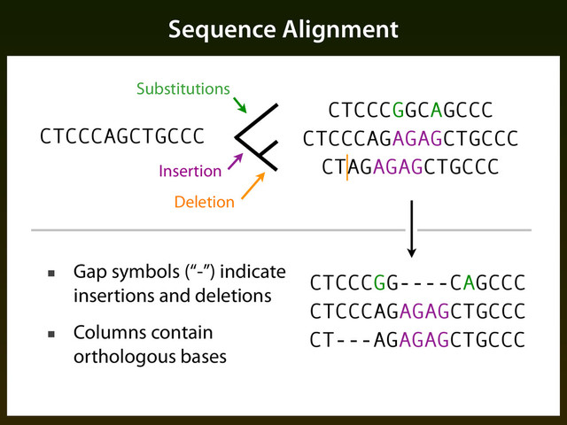 Sequence Alignment
CTCCCAGCTGCCC
Substitutions
CTCCCGGCAGCCC
Insertion
CTCCCAGAGAGCTGCCC
Deletion
CTAGAGAGCTGCCC
CTCCCGG----CAGCCC
CTCCCAGAGAGCTGCCC
CT---AGAGAGCTGCCC
■ Gap symbols (“-”) indicate
insertions and deletions
■ Columns contain
orthologous bases
