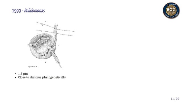 1999 - Bolidomonas
1.5 µm
Close to diatoms phylogenetically
11 / 30
