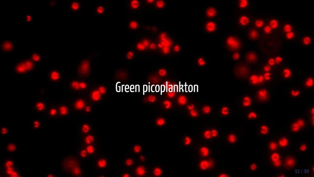 Green picoplankton
12 / 30
