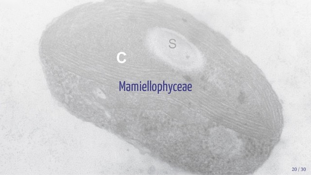 Mamiellophyceae
20 / 30
