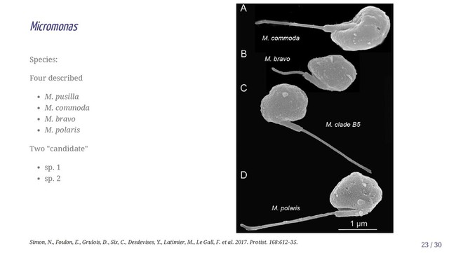 Species:
Four described
M. pusilla
M. commoda
M. bravo
M. polaris
Two "candidate"
sp. 1
sp. 2
Micromonas
Simon, N., Foulon, E., Grulois, D., Six, C., Desdevises, Y., Latimier, M., Le Gall, F. et al. 2017. Protist. 168:612–35. 23 / 30
