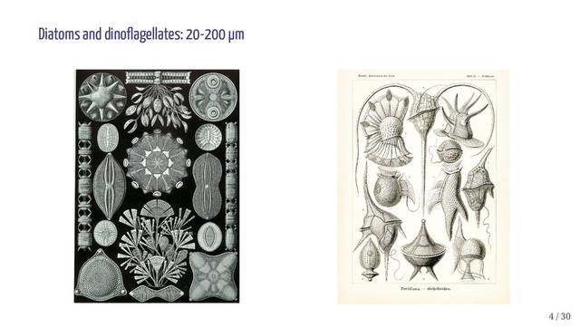 Diatoms and dino agellates: 20-200 µm
4 / 30
