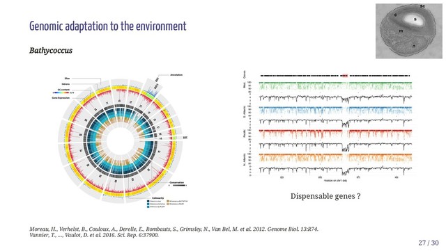 Dispensable genes ?
Genomic adaptation to the environment
Bathycoccus
Bathycoccus
Moreau, H., Verhelst, B., Couloux, A., Derelle, E., Rombauts, S., Grimsley, N., Van Bel, M. et al. 2012. Genome Biol. 13:R74.
Vannier, T., ..., Vaulot, D. et al. 2016. Sci. Rep. 6:37900.
27 / 30

