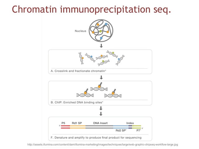 Chromatin immunoprecipitation seq.
http://assets.illumina.com/content/dam/illumina-marketing/images/techniques/large/web-graphic-chipseq-workflow-large.jpg
