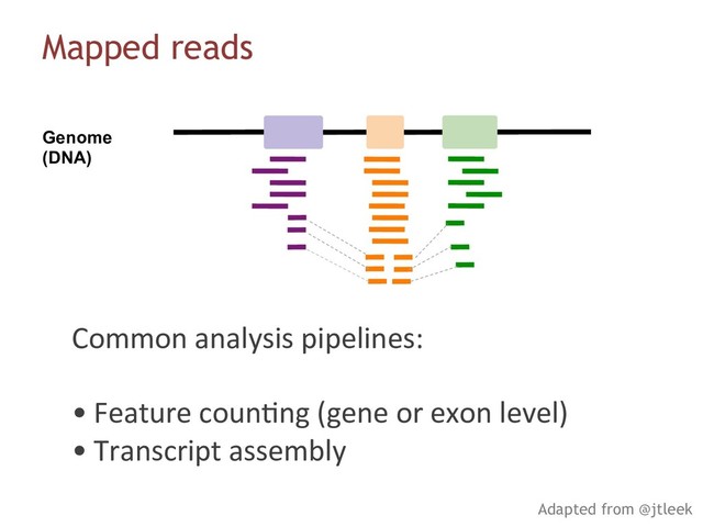 Genome
(DNA)
Mapped reads
Adapted from @jtleek
Common analysis pipelines:
• Feature coun6ng (gene or exon level)
• Transcript assembly

