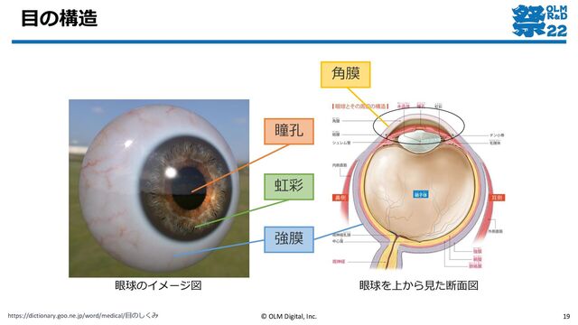 目の構造
https://dictionary.goo.ne.jp/word/medical/目のしくみ © OLM Digital, Inc. 19
瞳孔
虹彩
強膜
角膜
眼球を上から見た断面図
眼球のイメージ図

