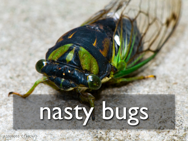 ejpphoto (flickr)
nasty bugs
