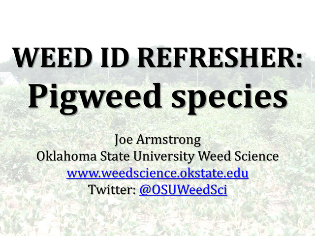 WEED ID REFRESHER:
Pigweed species
Joe Armstrong
Oklahoma State University Weed Science
www.weedscience.okstate.edu
Twitter: @OSUWeedSci
