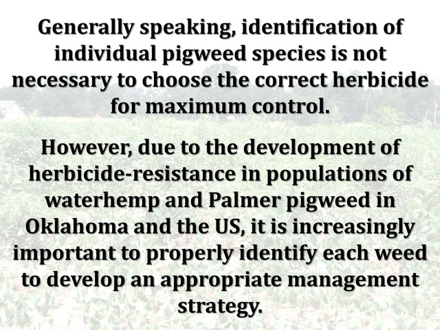 Generally speaking, identification of
individual pigweed species is not
necessary to choose the correct herbicide
for maximum control.
However, due to the development of
herbicide-resistance in populations of
waterhemp and Palmer pigweed in
Oklahoma and the US, it is increasingly
important to properly identify each weed
to develop an appropriate management
strategy.
