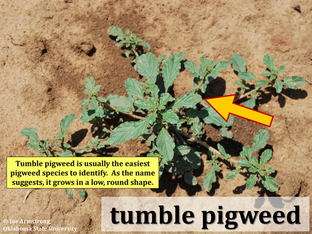 tumble pigweed
Tumble pigweed is usually the easiest
pigweed species to identify. As the name
suggests, it grows in a low, round shape.
© Joe Armstrong,
Oklahoma State University
