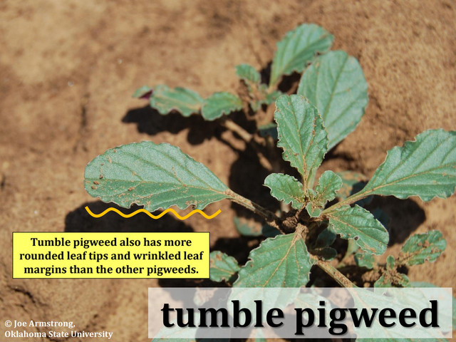 tumble pigweed
Tumble pigweed also has more
rounded leaf tips and wrinkled leaf
margins than the other pigweeds.
© Joe Armstrong,
Oklahoma State University
