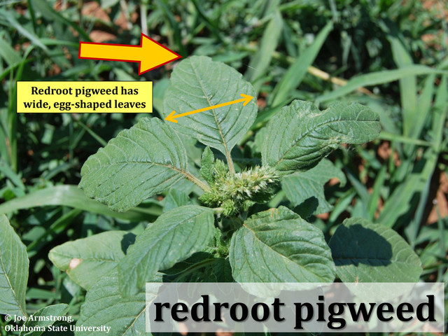 redroot pigweed
Redroot pigweed has
wide, egg-shaped leaves
© Joe Armstrong,
Oklahoma State University
