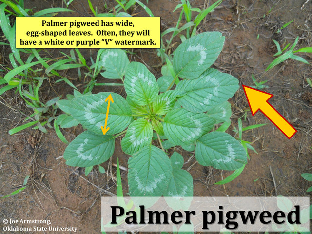 Palmer pigweed
Palmer pigweed has wide,
egg-shaped leaves. Often, they will
have a white or purple “V” watermark.
© Joe Armstrong,
Oklahoma State University
