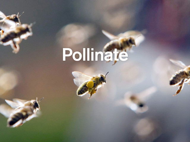 Pollinate
