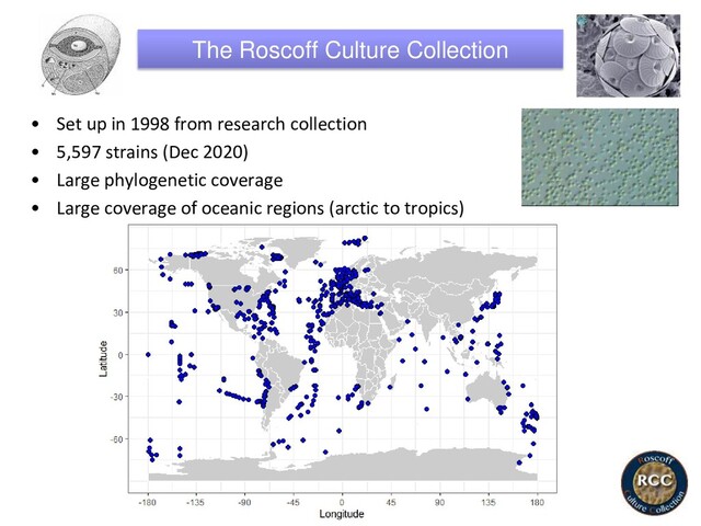 The Roscoff Culture Collection
• Set up in 1998 from research collection
• 5,597 strains (Dec 2020)
• Large phylogenetic coverage
• Large coverage of oceanic regions (arctic to tropics)
