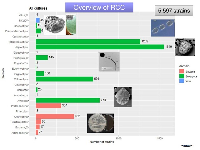 5,597 strains
Overview of RCC
