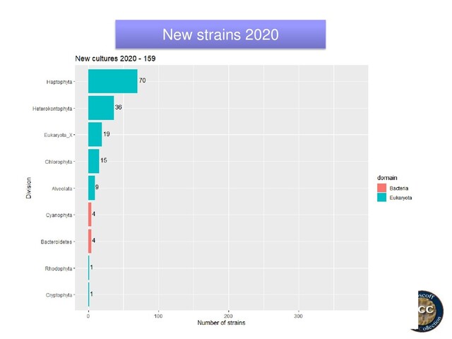 New strains 2020
