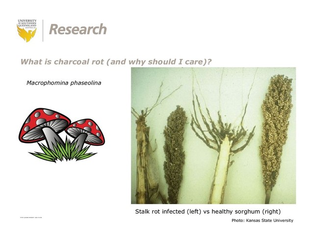 CRICOS: QLD00244B NSW02225M TEQSA: PRV12081
What is charcoal rot (and why should I care)?
Photo: Kansas State University
Stalk rot infected (left) vs healthy sorghum (right)
Macrophomina phaseolina
