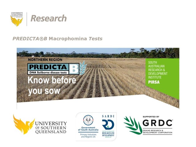 CRICOS: QLD00244B NSW02225M TEQSA: PRV12081
PREDICTA®B Macrophomina Tests
Know before
you sow
Cereal root diseases cost grain growers in excess of $200 million annually in lost production.
Much of this loss can be prevented.
Using PreDicta®B North soil tests and advice from your local accredited agronomist, these diseases can be
detected and managed before losses occur.
PreDicta®B North is a DNA based
soil testing service to assist growers
PreDicta®B North tests for the two major damaging
Pratylenchus species and the pathogens causing crown
