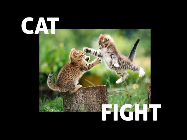 CAT
FIGHT
