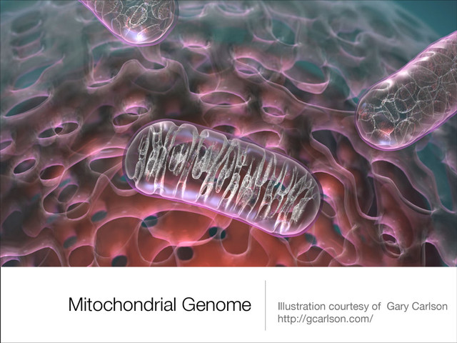 Mitochondrial Genome Illustration courtesy of Gary Carlson 
http://gcarlson.com/
