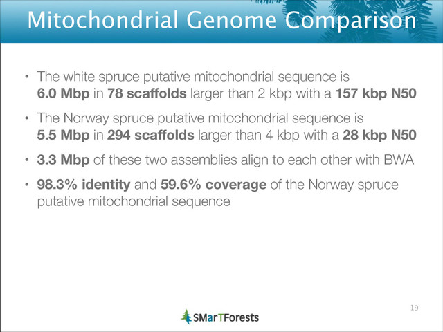 Mitochondrial Genome Comparison
• The white spruce putative mitochondrial sequence is 
6.0 Mbp in 78 scaﬀolds larger than 2 kbp with a 157 kbp N50
• The Norway spruce putative mitochondrial sequence is 
5.5 Mbp in 294 scaﬀolds larger than 4 kbp with a 28 kbp N50
• 3.3 Mbp of these two assemblies align to each other with BWA
• 98.3% identity and 59.6% coverage of the Norway spruce
putative mitochondrial sequence
19
