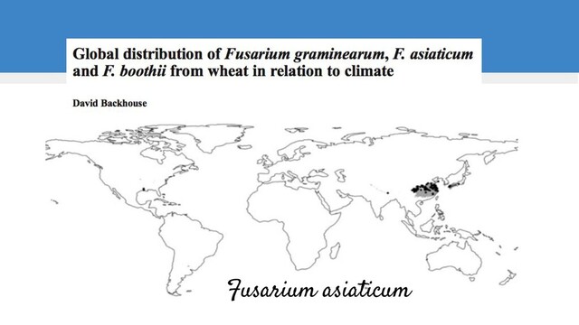 Fusarium asiaticum
