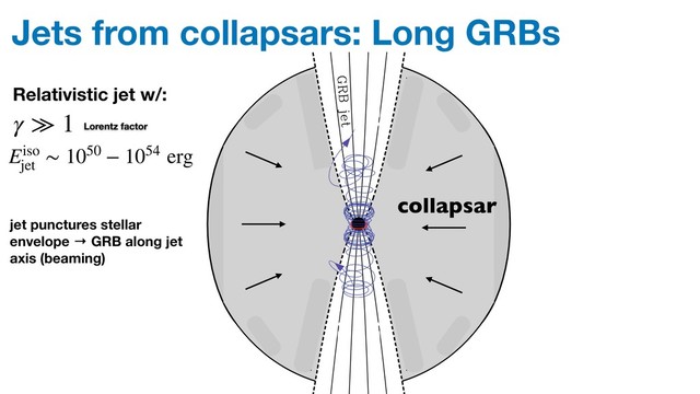 Jets from collapsars: Long GRBs
Ultrarelativistic magnetodynamic GRB jets 553
Figure 1. Cartoon of the large-scale structure of a GRB source (not to
scale). The major elements are a central engine which launches a polar
magnetically dominated ultrarelativistic jet, and a gaseous stellar envelope
(grey shading) which conﬁnes the jet. The central engine may be an accreting
rapidly rotating BH or a millisecond magnetar. For a failed supernova, there
could also be a disc wind which may additionally conﬁne the jet.
within the pre-supernova core (Aloy et al. 2000; Zhang et al. 2003;
Morsony, Lazzati & Begelman 2007; Wang, Abel & Zhang 2007).
These simulations show that the jet collimates and accelerates as
it pushes its way through the conﬁning stellar envelope, thus sug-
gesting that the envelope plays a crucial role in determining the
opening angle and Lorentz factor of the ﬂow that emerges from the
Figure 2. Idealized model studied in this paper. The thick solid lines in
the upper panel show an azimuthal cut through a compact star surrounded
by a razor-thin disc. The star and the disc are threaded by magnetic ﬁeld
lines, which are shown as thin solid lines. The magnetized plasma above
the star and the disc is assumed to be perfectly conducting and to have
an ultrahigh magnetization parameter. Arrows show the direction of the
poloidal electric current. The thick-dashed line indicates the ﬁeld line that
separates the jet from the disc wind. The disc wind provides pressure support
for the jet and plays the role of the gaseous stellar envelope in Fig. 1.
The degree of pressure support is adjusted by varying the magnetic ﬁeld
strength proﬁle in the disc. The lower panel shows the angular frequency
of rotation of ﬁeld lines as a function of the cylindrical radius of their foot-
points.
Ultrarelativistic magnetodynamic GRB jets 553
Figure 1. Cartoon of the large-scale structure of a GRB source (not to
scale). The major elements are a central engine which launches a polar
magnetically dominated ultrarelativistic jet, and a gaseous stellar envelope
(grey shading) which conﬁnes the jet. The central engine may be an accreting
rapidly rotating BH or a millisecond magnetar. For a failed supernova, there
could also be a disc wind which may additionally conﬁne the jet.
within the pre-supernova core (Aloy et al. 2000; Zhang et al. 2003;
Morsony, Lazzati & Begelman 2007; Wang, Abel & Zhang 2007).
These simulations show that the jet collimates and accelerates as
it pushes its way through the conﬁning stellar envelope, thus sug-
gesting that the envelope plays a crucial role in determining the
opening angle and Lorentz factor of the ﬂow that emerges from the
Figure 2. Idealized model studied in this paper. The thick solid lines in
the upper panel show an azimuthal cut through a compact star surrounded
by a razor-thin disc. The star and the disc are threaded by magnetic ﬁeld
lines, which are shown as thin solid lines. The magnetized plasma above
the star and the disc is assumed to be perfectly conducting and to have
an ultrahigh magnetization parameter. Arrows show the direction of the
poloidal electric current. The thick-dashed line indicates the ﬁeld line that
separates the jet from the disc wind. The disc wind provides pressure support
for the jet and plays the role of the gaseous stellar envelope in Fig. 1.
The degree of pressure support is adjusted by varying the magnetic ﬁeld
strength proﬁle in the disc. The lower panel shows the angular frequency
of rotation of ﬁeld lines as a function of the cylindrical radius of their foot-
points.
Figure 1. Cartoon of the large-scale structure of a GRB source (not to
scale). The major elements are a central engine which launches a polar
magnetically dominated ultrarelativistic jet, and a gaseous stellar envelope
(grey shading) which conﬁnes the jet. The central engine may be an accreting
rapidly rotating BH or a millisecond magnetar. For a failed supernova, there
could also be a disc wind which may additionally conﬁne the jet.
within the pre-supernova core (Aloy et al. 2000; Zhang et al. 2003;
Morsony, Lazzati & Begelman 2007; Wang, Abel & Zhang 2007).
These simulations show that the jet collimates and accelerates as
it pushes its way through the conﬁning stellar envelope, thus sug-
gesting that the envelope plays a crucial role in determining the
opening angle and Lorentz factor of the ﬂow that emerges from the
star. If the collapsar system forms an accreting BH, then the ultra-
relativistic jet may be accompanied by a moderately relativistic disc
wind that may provide additional collimation for the jet (McKinney
2005b,2006b). We note that the larger the radius of the progenitor
star and/or the denser the stellar envelope, the more energy is re-
quired for the jet to have to penetrate the stellar envelope and reach
Figure 2. Idealized model studied in this paper. The thick solid lines in
the upper panel show an azimuthal cut through a compact star surrounded
by a razor-thin disc. The star and the disc are threaded by magnetic ﬁeld
lines, which are shown as thin solid lines. The magnetized plasma above
the star and the disc is assumed to be perfectly conducting and to have
an ultrahigh magnetization parameter. Arrows show the direction of the
poloidal electric current. The thick-dashed line indicates the ﬁeld line that
separates the jet from the disc wind. The disc wind provides pressure support
for the jet and plays the role of the gaseous stellar envelope in Fig. 1.
The degree of pressure support is adjusted by varying the magnetic ﬁeld
strength proﬁle in the disc. The lower panel shows the angular frequency
of rotation of ﬁeld lines as a function of the cylindrical radius of their foot-
points.
parameter σ (Michel 1969; Goldreich & Julian 1970), we assume
σ → ∞. In this idealized model, the force-free disc wind plays
the role of the stellar envelope (plus any gaseous disc wind) that
collimates the jet in a real GRB (Fig. 1).
In the context of the collapsar picture, the ‘wind’ region of our
idealized model can be considered as a freely moving pressure
Figure 1. Cartoon of the large-scale structure of a GRB source (not to
scale). The major elements are a central engine which launches a polar
magnetically dominated ultrarelativistic jet, and a gaseous stellar envelope
(grey shading) which conﬁnes the jet. The central engine may be an accreting
rapidly rotating BH or a millisecond magnetar. For a failed supernova, there
could also be a disc wind which may additionally conﬁne the jet.
within the pre-supernova core (Aloy et al. 2000; Zhang et al. 2003;
Morsony, Lazzati & Begelman 2007; Wang, Abel & Zhang 2007).
These simulations show that the jet collimates and accelerates as
it pushes its way through the conﬁning stellar envelope, thus sug-
gesting that the envelope plays a crucial role in determining the
opening angle and Lorentz factor of the ﬂow that emerges from the
star. If the collapsar system forms an accreting BH, then the ultra-
relativistic jet may be accompanied by a moderately relativistic disc
wind that may provide additional collimation for the jet (McKinney
2005b,2006b). We note that the larger the radius of the progenitor
star and/or the denser the stellar envelope, the more energy is re-
quired for the jet to have to penetrate the stellar envelope and reach
Figure 2. Idealized model studied in this paper. The thick solid lines in
the upper panel show an azimuthal cut through a compact star surrounded
by a razor-thin disc. The star and the disc are threaded by magnetic ﬁeld
lines, which are shown as thin solid lines. The magnetized plasma above
the star and the disc is assumed to be perfectly conducting and to have
an ultrahigh magnetization parameter. Arrows show the direction of the
poloidal electric current. The thick-dashed line indicates the ﬁeld line that
separates the jet from the disc wind. The disc wind provides pressure support
for the jet and plays the role of the gaseous stellar envelope in Fig. 1.
The degree of pressure support is adjusted by varying the magnetic ﬁeld
strength proﬁle in the disc. The lower panel shows the angular frequency
of rotation of ﬁeld lines as a function of the cylindrical radius of their foot-
points.
parameter σ (Michel 1969; Goldreich & Julian 1970), we assume
σ → ∞. In this idealized model, the force-free disc wind plays
the role of the stellar envelope (plus any gaseous disc wind) that
collimates the jet in a real GRB (Fig. 1).
In the context of the collapsar picture, the ‘wind’ region of our
idealized model can be considered as a freely moving pressure
collapsar
jet punctures stellar
envelope → GRB along jet
axis (beaming)
Lorentz factor
γ ≫ 1
Eiso
jet
∼ 1050 − 1054 erg
Relativistic jet w/:
