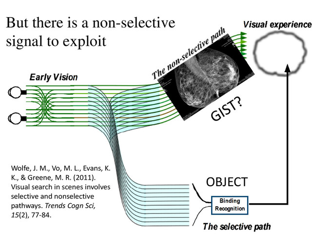 But there is a non-selective
signal to exploit
OBJECT
Wolfe, J. M., Vo, M. L., Evans, K.
K., & Greene, M. R. (2011).
Visual search in scenes involves
selective and nonselective
pathways. Trends Cogn Sci,
15(2), 77-84.
