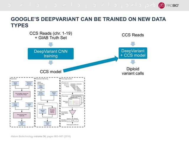 GOOGLE’S DEEPVARIANT CAN BE TRAINED ON NEW DATA
TYPES
CCS Reads (chr. 1-19)
+ GIAB Truth Set
DeepVariant CNN
training
CCS model
Nature Biotechnology volume 36, pages 983–987 (2018)
CCS Reads
DeepVariant
+ CCS model
Diploid
variant calls
