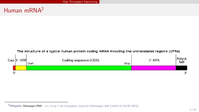 High Throughput Sequencing
Human mRNA2
2Wikipedia. Messanger RNA. url: http://en.wikipedia.org/wiki/Messenger_RNA (visited on 03/05/2013).
4 / 25
