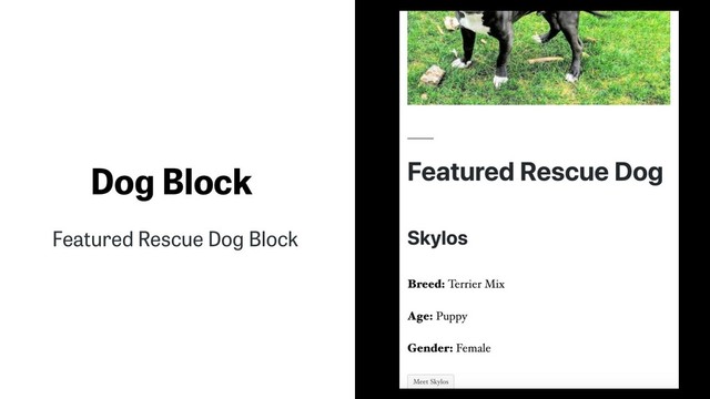 Dog Block
Featured Rescue Dog Block
