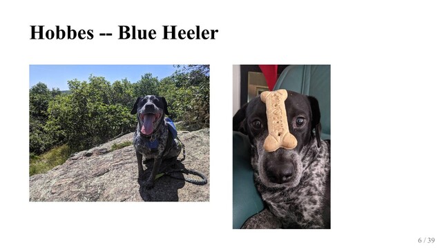 Hobbes -- Blue Heeler
6 / 39
