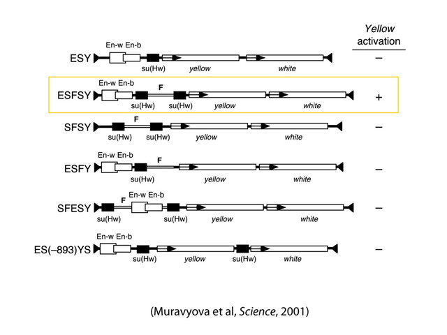 (Muravyova et al, Science, 2001)
con-
t in-
The
ructs
to
yel-
y en-
d En-
par-
white
) in-
as a
yel-
es as
n ar-
e di-
tion.
frag-
n to
rizes
indicating that the yellow gene was activated by its enhancers in the majority of the
E P O R T S
