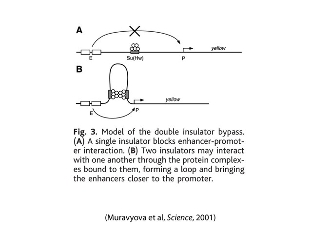 (Muravyova et al, Science, 2001)
pression was studied in a su(Hw)– back-
ground. In five lines, the absence of Su(Hw)
protein reduced white expression, implying
blocked. Howe
flanked by two
ed at position
transcription s
the yellow gen
and wings. In
expression dec
not change in
activation of t
yellow enhanc
posed insulato
yellow, the in
tors between
promoters may
stead of block
lator between
removed, yield
expression in
pressed, showi
enhancers in the majority of the lines.
Fig. 3. Model of the double insulator bypass.
(A) A single insulator blocks enhancer-promot-
er interaction. (B) Two insulators may interact
with one another through the protein complex-
es bound to them, forming a loop and bringing
the enhancers closer to the promoter.
