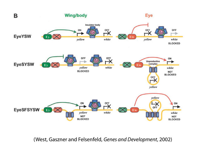 (Legend on facing page)
278 GENES & DEVELOPMENT
(West, Gaszner and Felsenfeld, Genes and Development, 2002)
