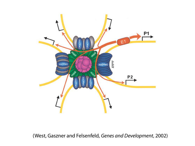 West et al.
(West, Gaszner and Felsenfeld, Genes and Development, 2002)
