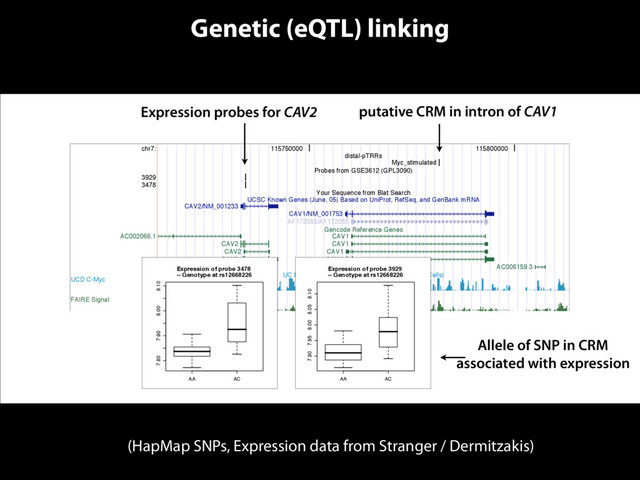 (HapMap SNPs, Expression data from Stranger / Dermitzakis)
Genetic (eQTL) linking
chr7:
3929
3478
115750000 115800000
distal-pTRRs
Probes from GSE3612 (GPL3090)
Your Sequence from Blat Search
UCSC Known Genes (June, 05) Based on UniProt, RefSeq, and GenBank mRNA
Gencode Reference Genes
UC Davis ChIP/Chip NimbleGen (C-Myc ab, HeLa Cells)
University of North Carolina FAIRE Signal
Myc_stimulated
CAV2/NM_001233
CAV1/NM_001753
AF172085/AF172085
AC002066.1
CAV2
CAV2
CAV2
CAV1
CAV1
CAV1
CAV1
AC006159.3
UCD C-Myc
FAIRE Signal
putative CRM in intron of CAV1
Expression probes for CAV2
AA AC
7.80 7.90 8.00 8.10
Expression of probe 3478
~ Genotype at rs12668226
Genotype
AA AC
7.90 7.95 8.00 8.05 8.10
Expression of probe 3929
~ Genotype at rs12668226
Genotype
AA AC
7.80 7.90 8.00 8.10
Expression of probe 3478
~ Genotype at rs12668226
Genotype
AA AC
7.90 7.95 8.00 8.05 8.10
Expression of probe 3929
~ Genotype at rs12668226
Genotype
Allele of SNP in CRM
associated with expression
