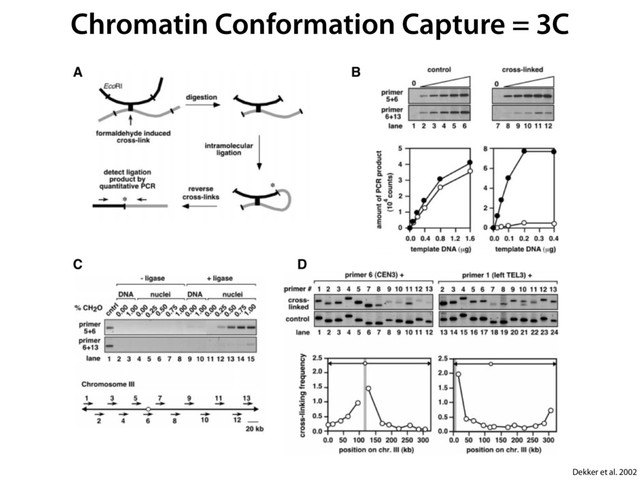 Chromatin Conformation Capture = 3C
Dekker et al. 2002
