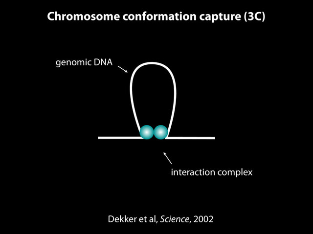 Dekker et al, Science, 2002
Chromosome conformation capture (3C)
genomic DNA
interaction complex
