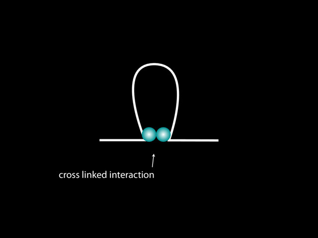 cross linked interaction
