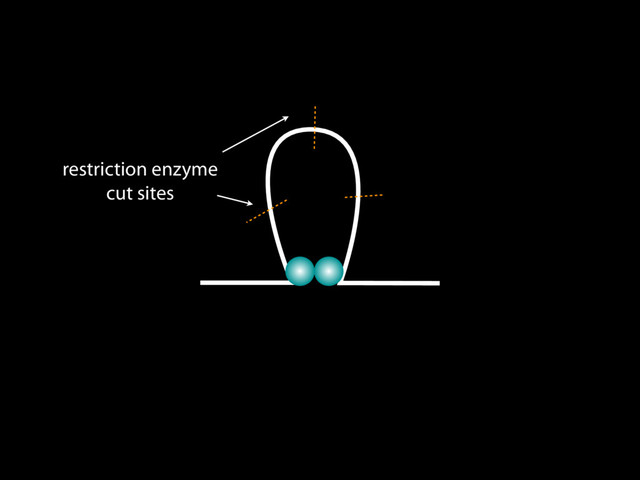 restriction enzyme
cut sites
