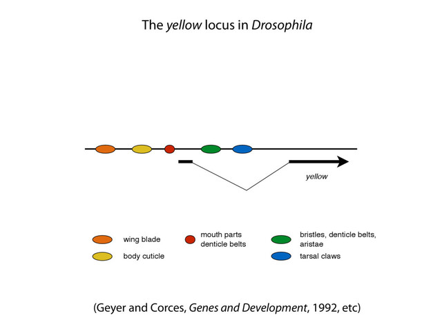 yellow
wing blade
body cuticle
mouth parts
denticle belts
bristles, denticle belts,
aristae
tarsal claws
(Geyer and Corces, Genes and Development, 1992, etc)
The yellow locus in Drosophila
