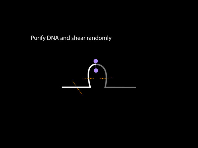Purify DNA and shear randomly
