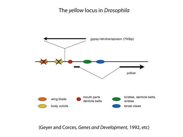 yellow
gypsy retrotransposon (700bp)
wing blade
body cuticle
mouth parts
denticle belts
bristles, denticle belts,
aristae
tarsal claws
(Geyer and Corces, Genes and Development, 1992, etc)
The yellow locus in Drosophila

