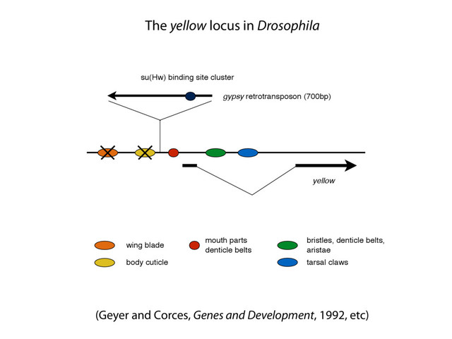 yellow
gypsy retrotransposon (700bp)
su(Hw) binding site cluster
wing blade
body cuticle
mouth parts
denticle belts
bristles, denticle belts,
aristae
tarsal claws
(Geyer and Corces, Genes and Development, 1992, etc)
The yellow locus in Drosophila
